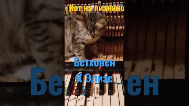 Кот на пианино.Бетховен.К Элизе.