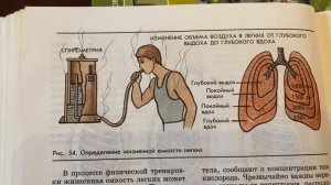 Биология/9/Батуев/Тема 25:Дыхательные движения и их регуляция/18.01.24 10:10