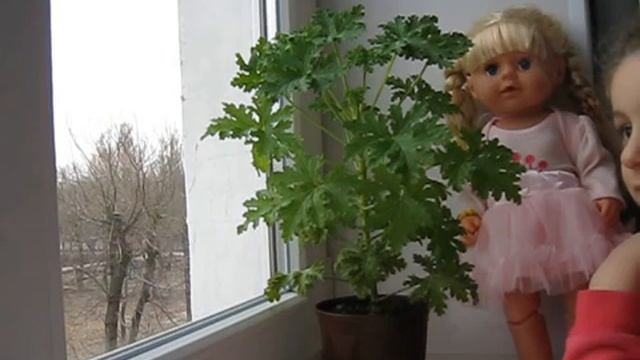 Комнатные растения : Лимонник -Герань душистая (пахучая, лимонная и т.д.). смотреть онлайн