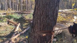 Валка леса /// наклонное дерево в направлении вала /// ???
