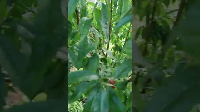 Первый сбор урожая со спасенного персика