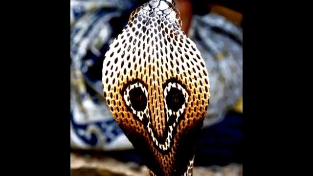 Все обо всем - Лемуры - такие ли они милые как нам кажется? смотреть онлайн