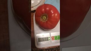 Томат 511 грамм.Пробуем сорт Брусиловский
