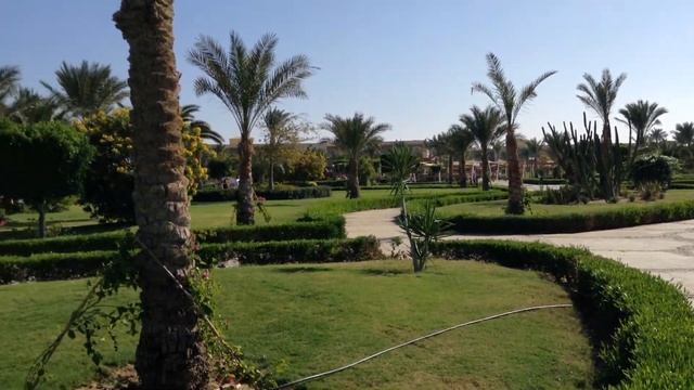 Как цапля охотятся на ящериц в Египте. смотреть онлайн