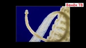 Бычий цепень - паразит человека и животных