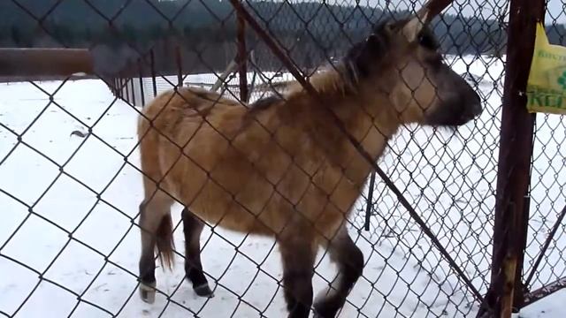 п.Висим. Олени, Маралы, Якутские лошади, Страусы. смотреть онлайн