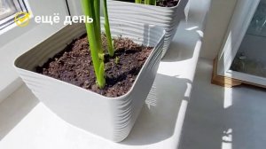 КАЛЛА в горшке цветная. ВЕСЬ ПРОЦЕСС: РОСТ, ЦВЕТЕНИЕ /месяц наблюдения за 22 мин./Комнатные растени