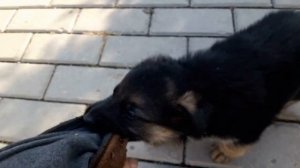 Щенок. щенок немецкой овчарки. щенок 2 месяца