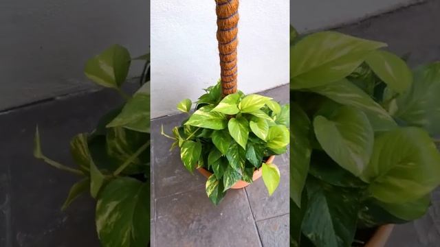 nectars.xyz - Golden Pothos aka Epipremnum Aureum