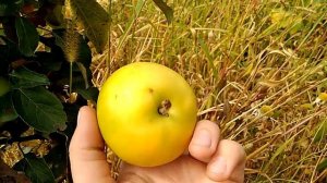 Сорт яблони Грин Стар