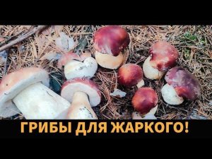 Боровички для Жаркого в Казане