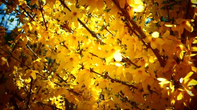 Зацвела форзиция (лат. Forsythia), или форсайтия . смотреть онлайн