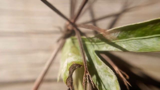 Bidens bipinnata смотреть онлайн