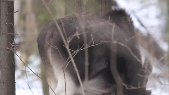 Лосёнок и лосиха смотреть онлайн