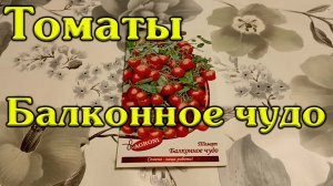 Томат Балконные чудо 11.11.2022