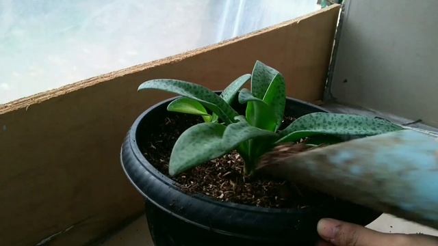 Sub)Repotting Succulent Drimiopsis Maculata || Repotting Sukulen Lidah Katak смотреть онлайн