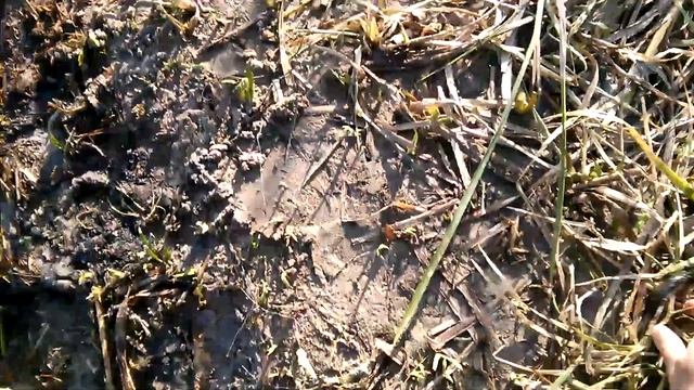 Как поймать угря рукой? смотреть онлайн