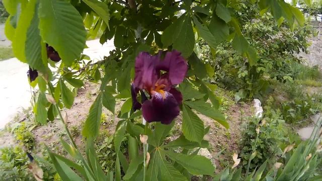 Ирисы баклажанного цвета. Петушки коричневато-фиолетового цвета смотреть онлайн