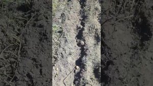 Картофелекопалка на мотоблок