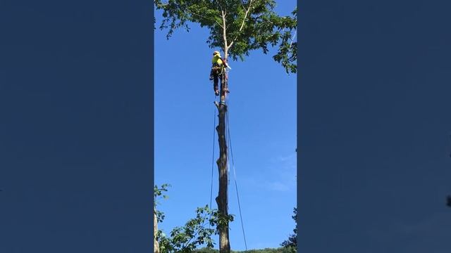 Topping Castanea crenata