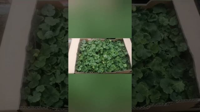 Черенки пеларгонии от фирмы "Selecta". Где я заказываю черенки опт и розница. смотреть онлайн