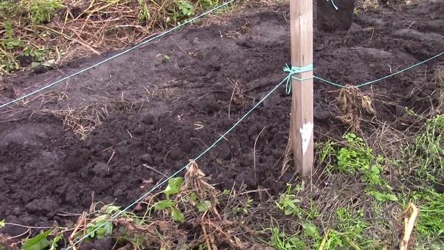 Копаем картошку пока не сгнила - Шарвари пирошка, Журавинка, Варяг. Тестовая копка, дегустация)))