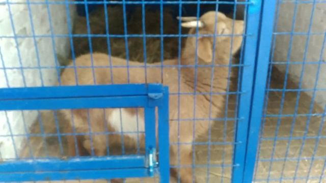 Мини козочка в Донецком приюте для животных "4 ЛАПКИ"... смотреть онлайн