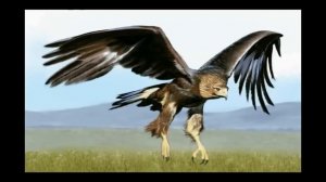 Рисуем птицу - Орёл(Беркут)/Eagle(Aquila chrysaetos)