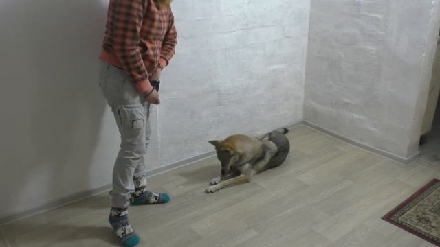 Как научить собаку команде "Стыдно". Дрессировка влчака, занятие 15/3 смотреть онлайн