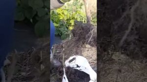 Посадка малины в ряды осенью