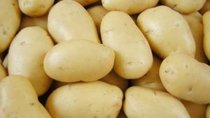 Королева Анна Картофель Описание Вкусовые Качества