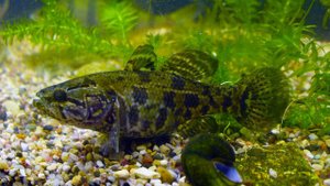 Ротан в аквариуме. Содержание, разведение и совместимость.