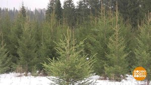 Айда за елкой! Доброе утро. Фрагмент выпуска от 16.12.2020