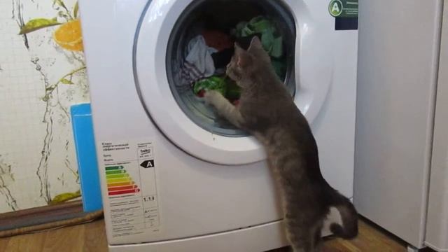 кошка и стиралка. cat and washing machine