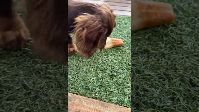 Mini dachshunds having dinner!! #minidachshund #cutepuppies #weinerdog #sausagedog