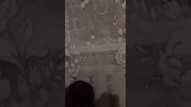 Новорожденные щенки чихуахуа от нашего Филиппа и Нюши