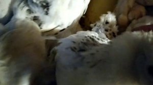 ВОЛЬЕРЫ ДЛЯ ПТИЦЫ/МОИ ПТИЧКИ