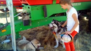 Хаски против маламута! Жесть...!