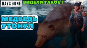 ?МЕДВЕДЬ УТОНУЛ! Видели такое? Days Gone(Жизнь После).