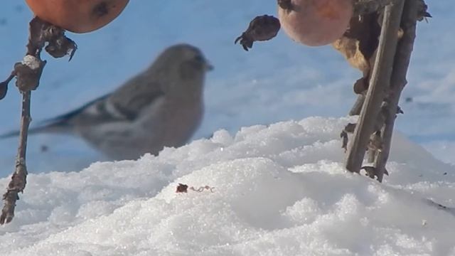 Птица чечётка Чечетка описание птицы