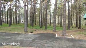 Новосибирск. Парк Сосновый бор. 23/05/18.