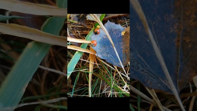 красивое видео релакс. просто мой День?????