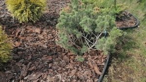 Новая клумба из хвойных около моего дома в Москве, которую сделали прошлой осенью 05. 04.2023