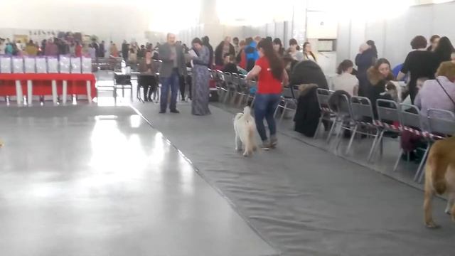 Восточная Красавица Аиша (4месяца) смотреть онлайн