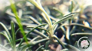 Розмарин: польза и вред в равной мере