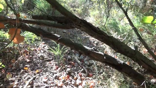 Река Тель- Дан.Красота и мощь! смотреть онлайн