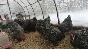 Продал Мехеленскую кукушку.