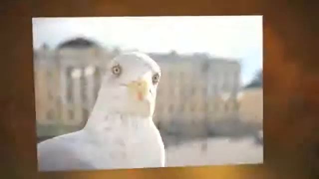 Поздравление с Днём Рождения для Ларисы смотреть онлайн