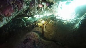 Panulirus penicillatus (Fourspine Rock Lobster) at Monte Bello Islands Western Australia