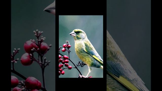 Пение зеленушки (Carduelis chloris)